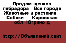 Продам щенков лабрадора - Все города Животные и растения » Собаки   . Кировская обл.,Югрино д.